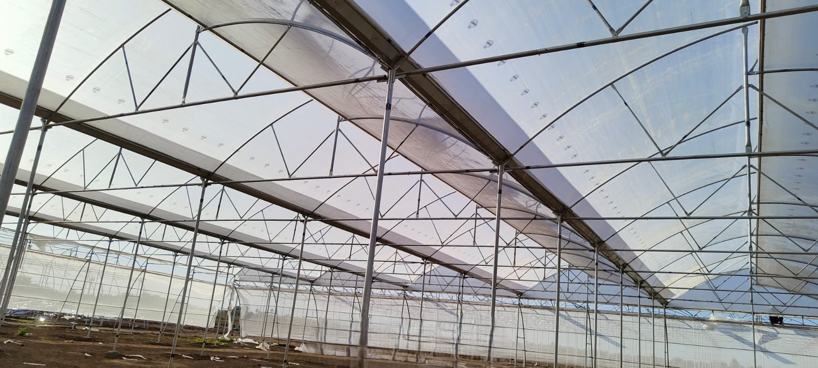 Greenhouse Project 51